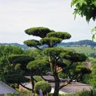 Pinus strobus Radiata