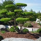 Taxus media