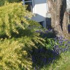 Zeder mit Muscari