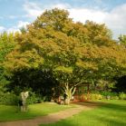Acer palmatum nach dem Schnitt