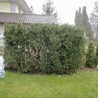 Buxus vor dem Schnitt