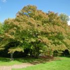 Acer palmatum vor dem Schnitt