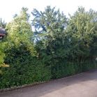 Taxus vor dem Schnitt