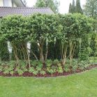 Buxus nach dem Schnitt