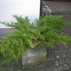 Wacholder vor dem Schnitt