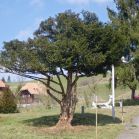 Taxus nach dem Schnitt