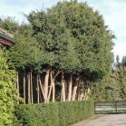 Taxus nach dem Schnitt