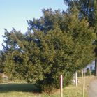 Taxus vor dem Schnitt