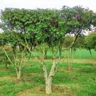 Fraxinus ornus
