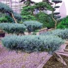 Juniperus m. Blue Mountain