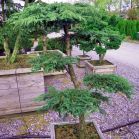 Juniperus c. Green Carpet