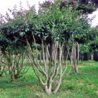 Parrotia persica