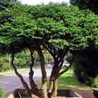 Picea a. Nidiformis