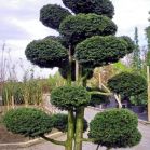 Taxus b. Nidiformis