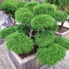 Chamaecyparis pisifera Fil. Nana