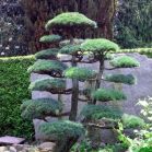 Pinus parviflora
