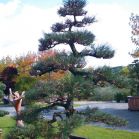Pinus thunbergii