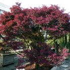 Enkianthus perulatis