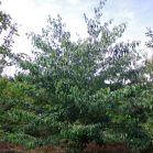 Cornus controversa