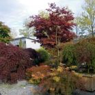 Acer palmatum in Sorten