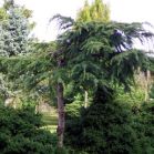 Cedrus deodara Aurea