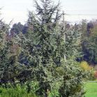 Cedrus l. Glauca