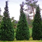 Chamaecyparis l. Alumii
