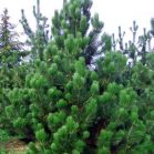 Pinus leucodermis